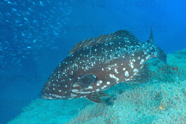 Dusky grouper