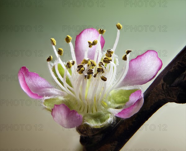 Peach blossom