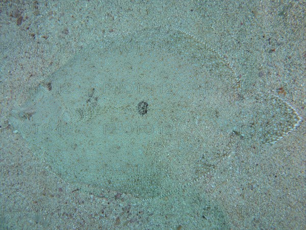 Well camouflaged peacock flounder