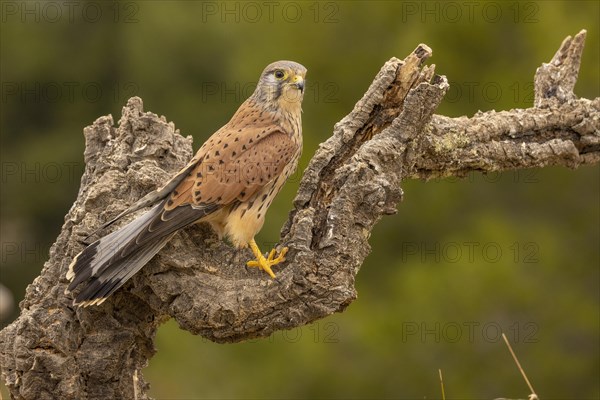 Common kestrel