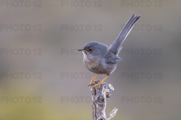 Dartford warbler