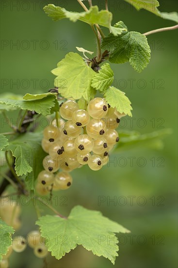 Fruit cluster of the white currant