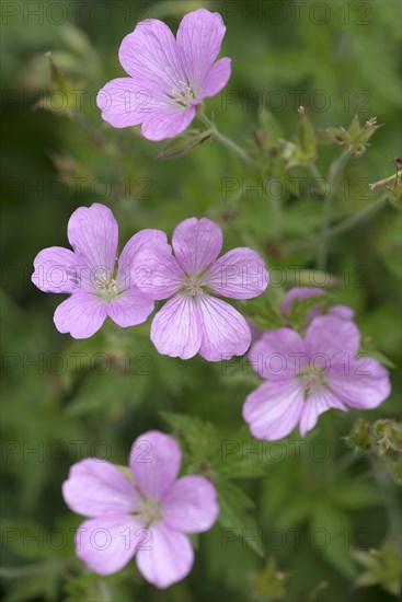 Flowers of the herb robert