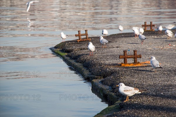 Seagulls live in the coastline in an urban environment