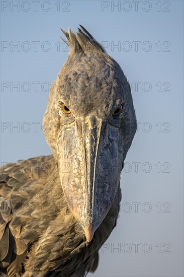 Shoebill