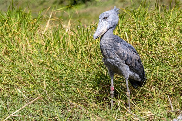 Shoebill