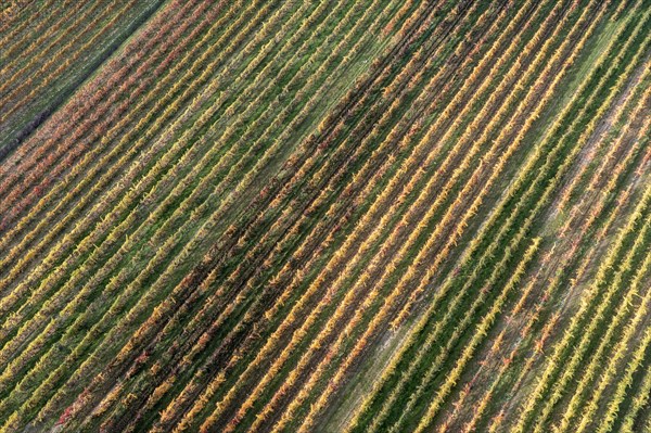 Autumn landscape with vineyard, aerial view, Weinviertel, Hadres, Lower Austria, Austria, Europe