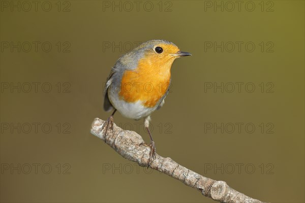 European robin