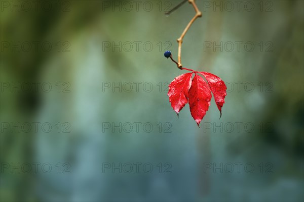 Single leaf with fruit cluster, berry on bare branch, autumnal red-coloured wild vine, symbolic image, Solling, Weserbergland, Lower Saxony, Germany, Europe