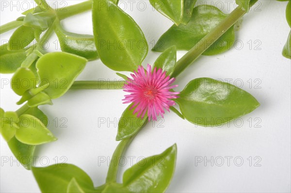 Green succulent leaves and small pink flowers of iceplant