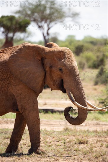 A beautiful large elephant roaming the savannah. Beautifully detailed shot of the elephant in search of food and water. The famous red elephants in the gene of Tsavo West National Park, Kenya, Africa