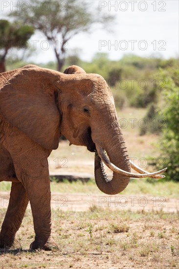 A beautiful large elephant roaming the savannah. Beautifully detailed shot of the elephant in search of food and water. The famous red elephants in the gene of Tsavo West National Park, Kenya, Africa
