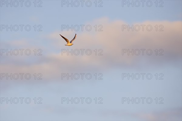 Black-headed Black-headed Gull