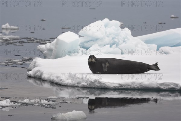 Bearded seal