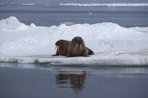 Walruses