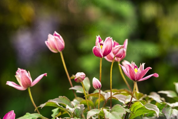 Pink flowering woodland vines