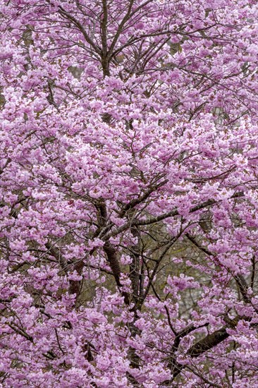 Flowering apple tree