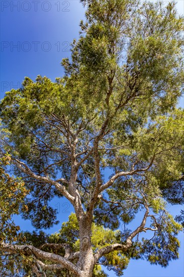 Pine Tree, Casino Garden, Petit Africa, Monte Carlo, Monaco, Europe