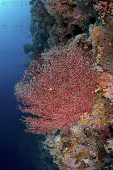 Gorgonian, red knot coral