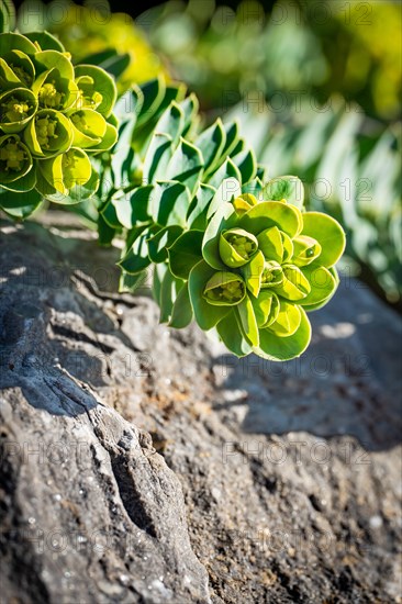 Spring flower in the sunlight, Black Forest, Gechingen, Germany, Europe