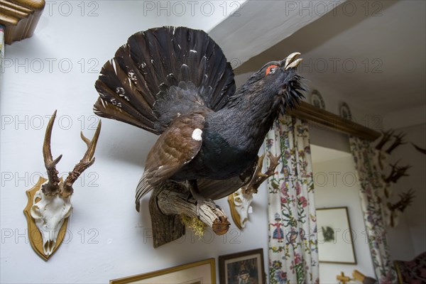 Hunting trophies in a hunting lodge, Styria, Austria, Europe