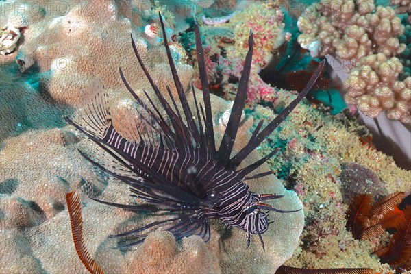 Juvenile common lionfish