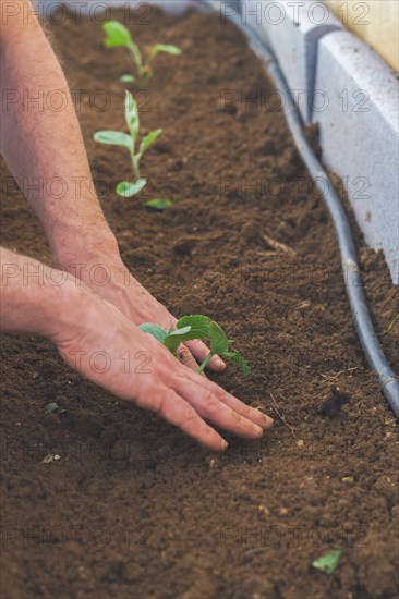 Close-up of the hands of a farmer planting a small cucumber plant in an organic vegetable garden