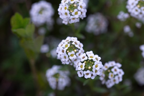 Alyssum