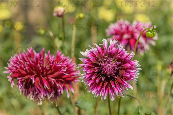 Dahlia flowers growing in a French garden park. Selestat, Alsace, France, Europe