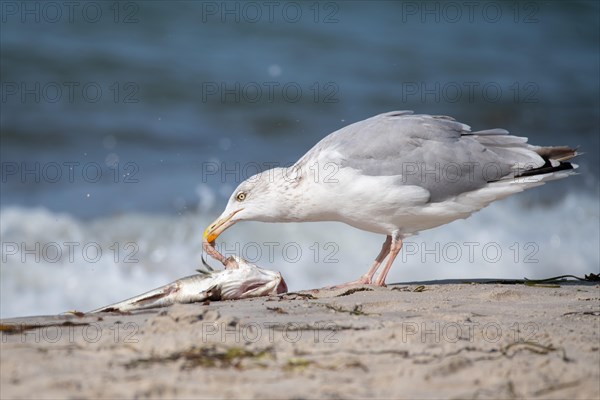 European herring gull