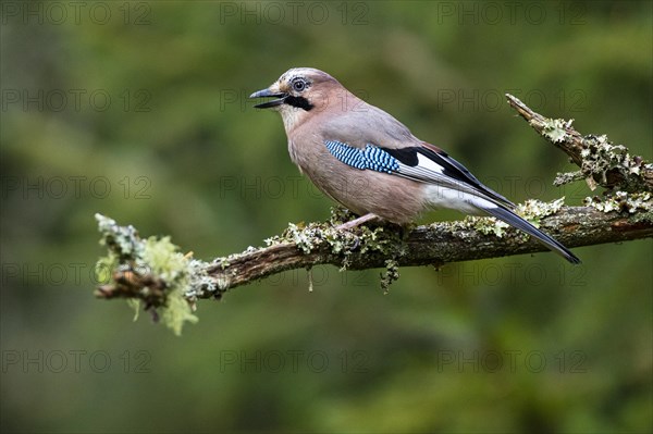 Eurasian jay