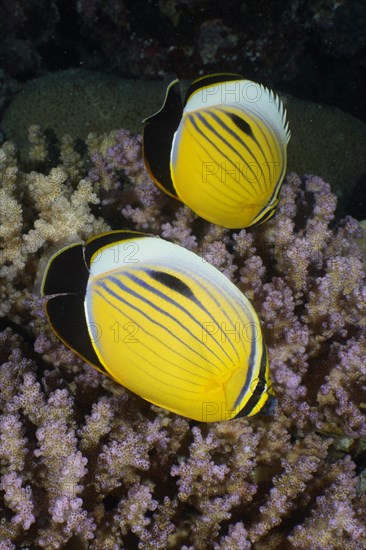 Two Red Sea ribbed butterflyfish