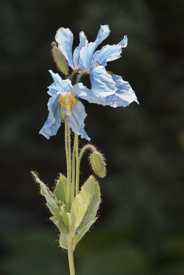 Blue poppy