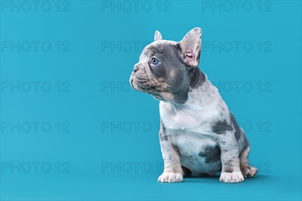 Cute merle French Bulldog dog puppy sitting in front of blue background with copy space