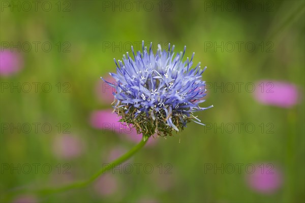 Field widows-flower, also field scabious