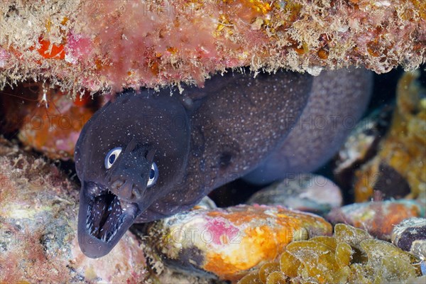 Black moray eel