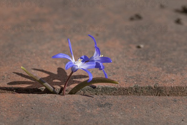 Large Star Hyacinth or Blue Snow Globe
