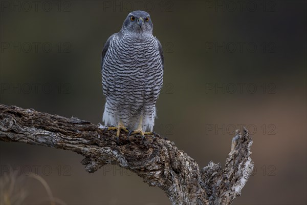 Northern goshawk