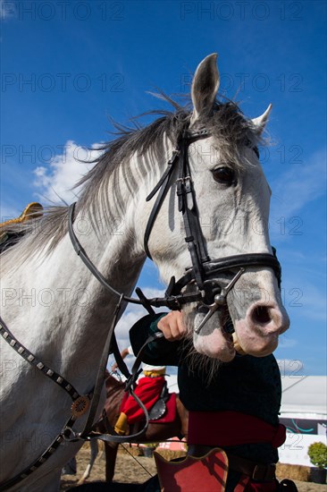 Head of a horse outdoors with partial harness in view