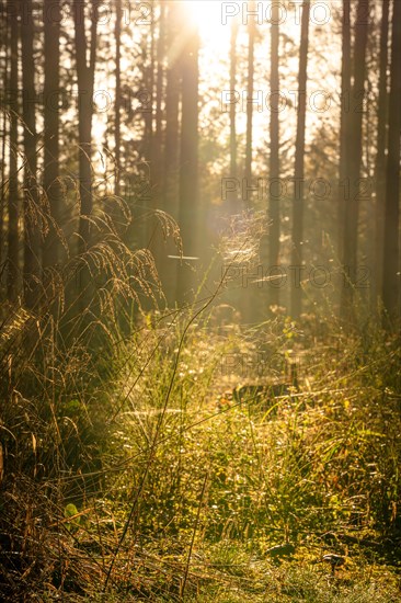 Grasses in autumn forest, morning, Black Forest, Germany, Europe