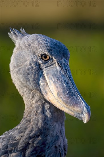 Shoebill