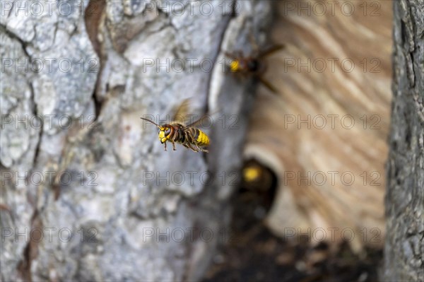 European hornet