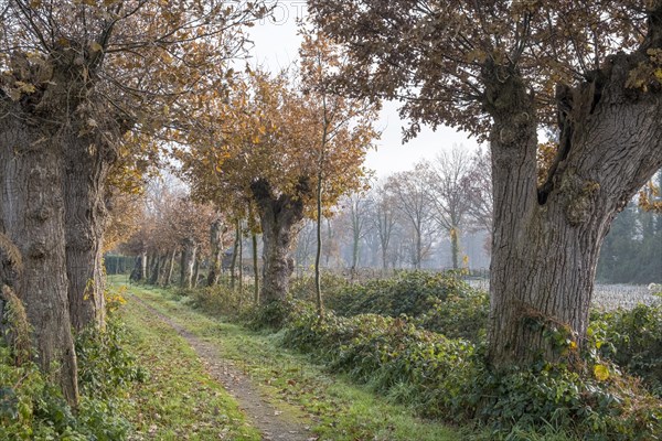 Cultural Monument Kloppendiek, The Kloppendiek, a path with centuries-old oaks, presumably the old processional route of the Catholics who went on pilgrimage from Groenlo and Eibergen in the Netherlands to the church of St. Francis in Zwillbrock in Germany, as the path extends to the Dutch border, Zwillbrock, Muensterland, North Rhine-Westphalia, Germany, Europe