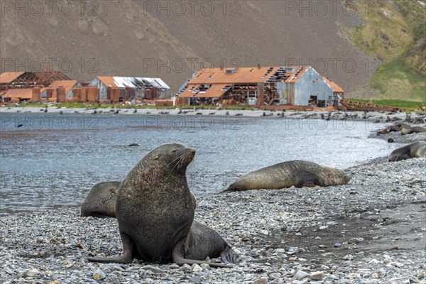 Sea Bears off South Georgia Whaling Station Stromness Bay