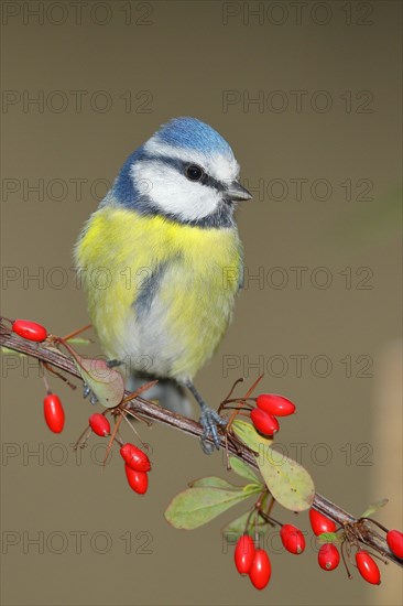 Blue Tit