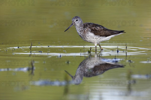 Common greenshank