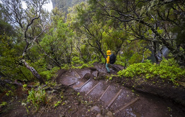 Woman hiker on Vereda Francisco Achadinha trail, Rabacal, Madeira, Portugal, Europe