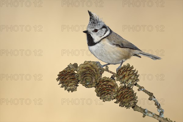 Crested Tit