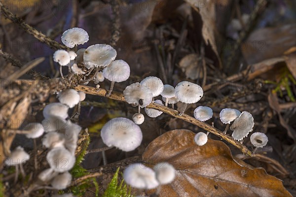 Clerine tree mushrooms on a scrawny branch, in a mixed forest, Bavaria, Germany, Europe