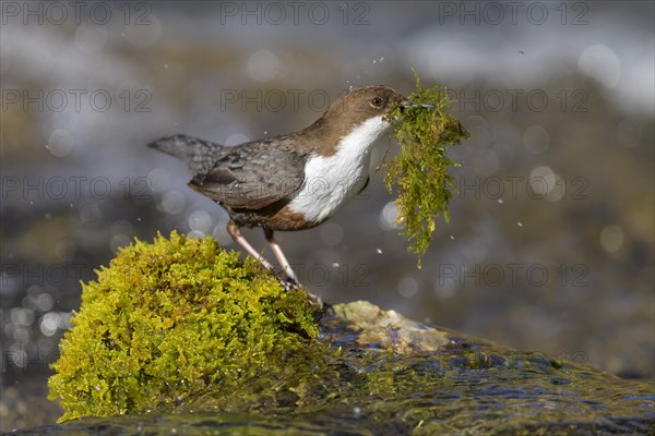 White-throated Dipper